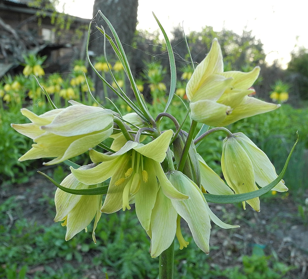Image of Fritillaria raddeana specimen.