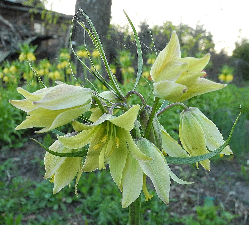 Изображение особи Fritillaria raddeana.