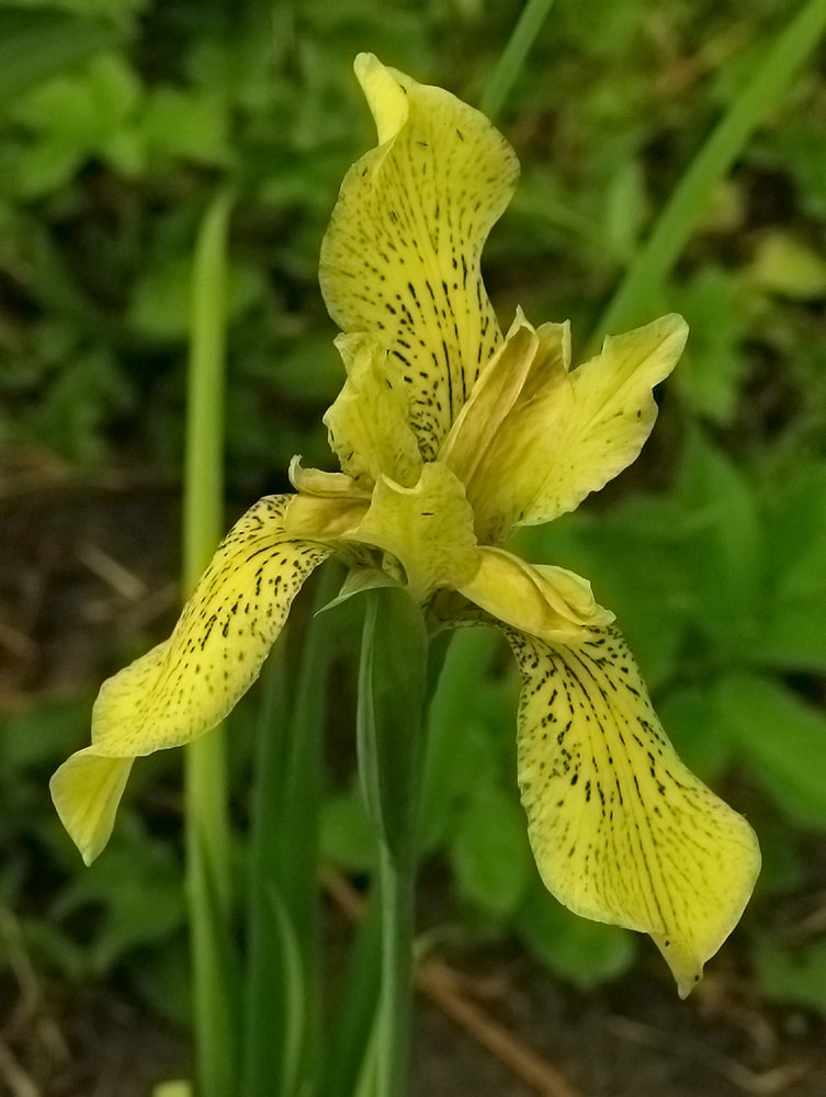 Image of Iris forrestii specimen.