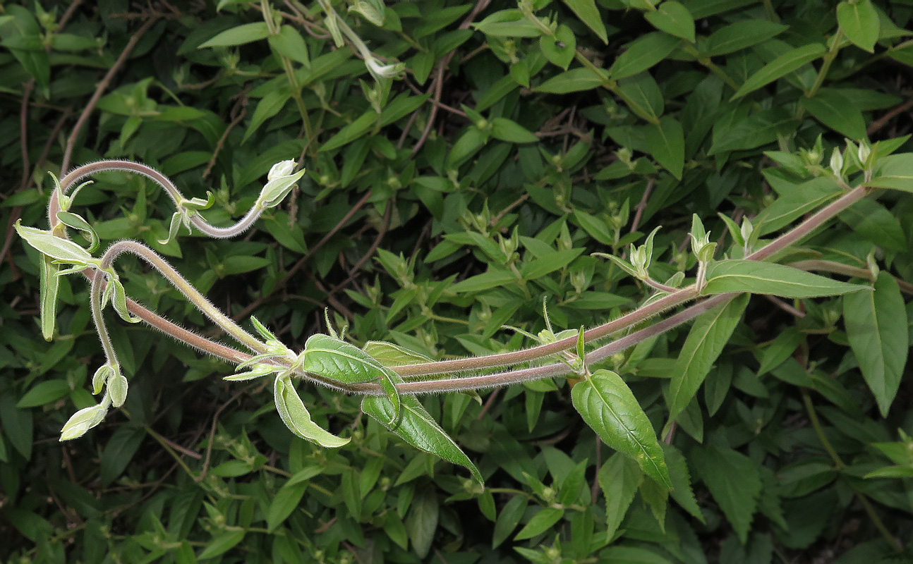 Изображение особи Lonicera acuminata.