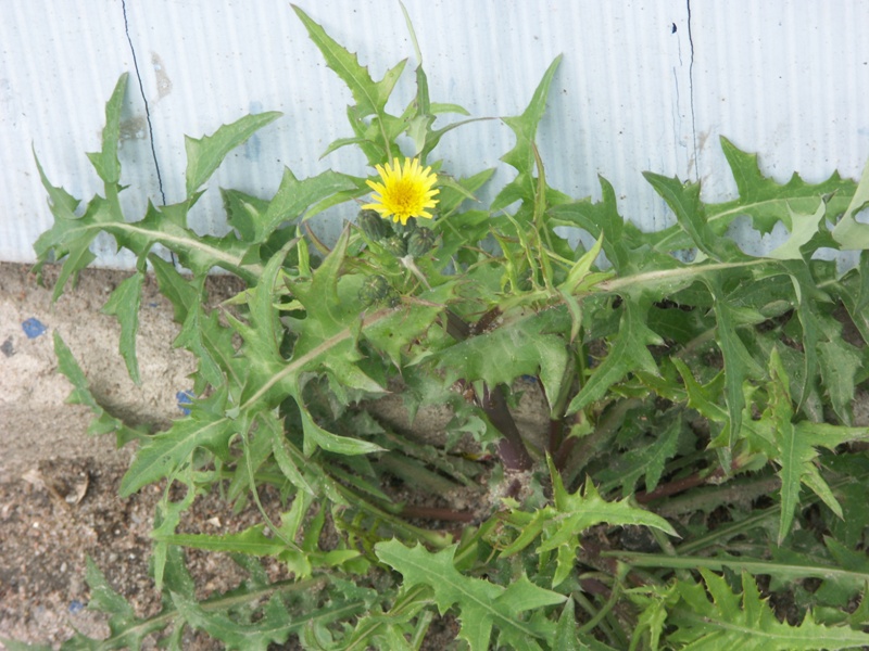 Изображение особи Sonchus oleraceus.