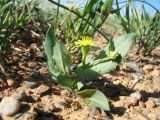 Heteracia szovitsii