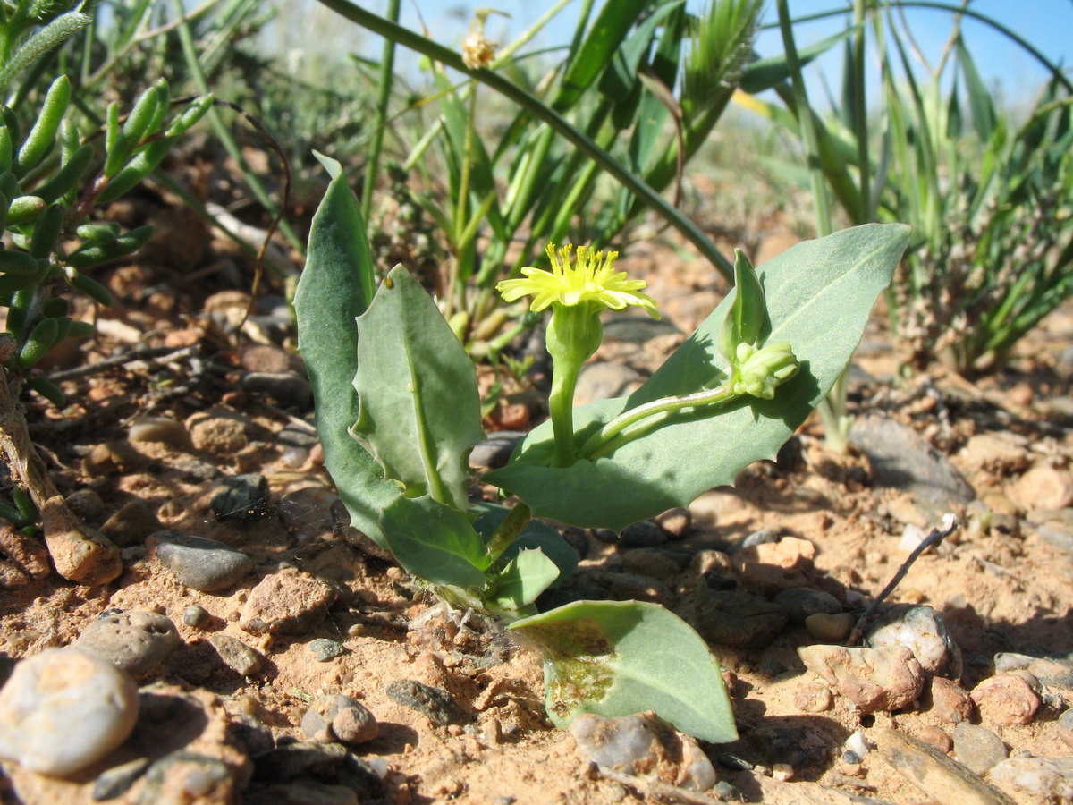 Изображение особи Heteracia szovitsii.