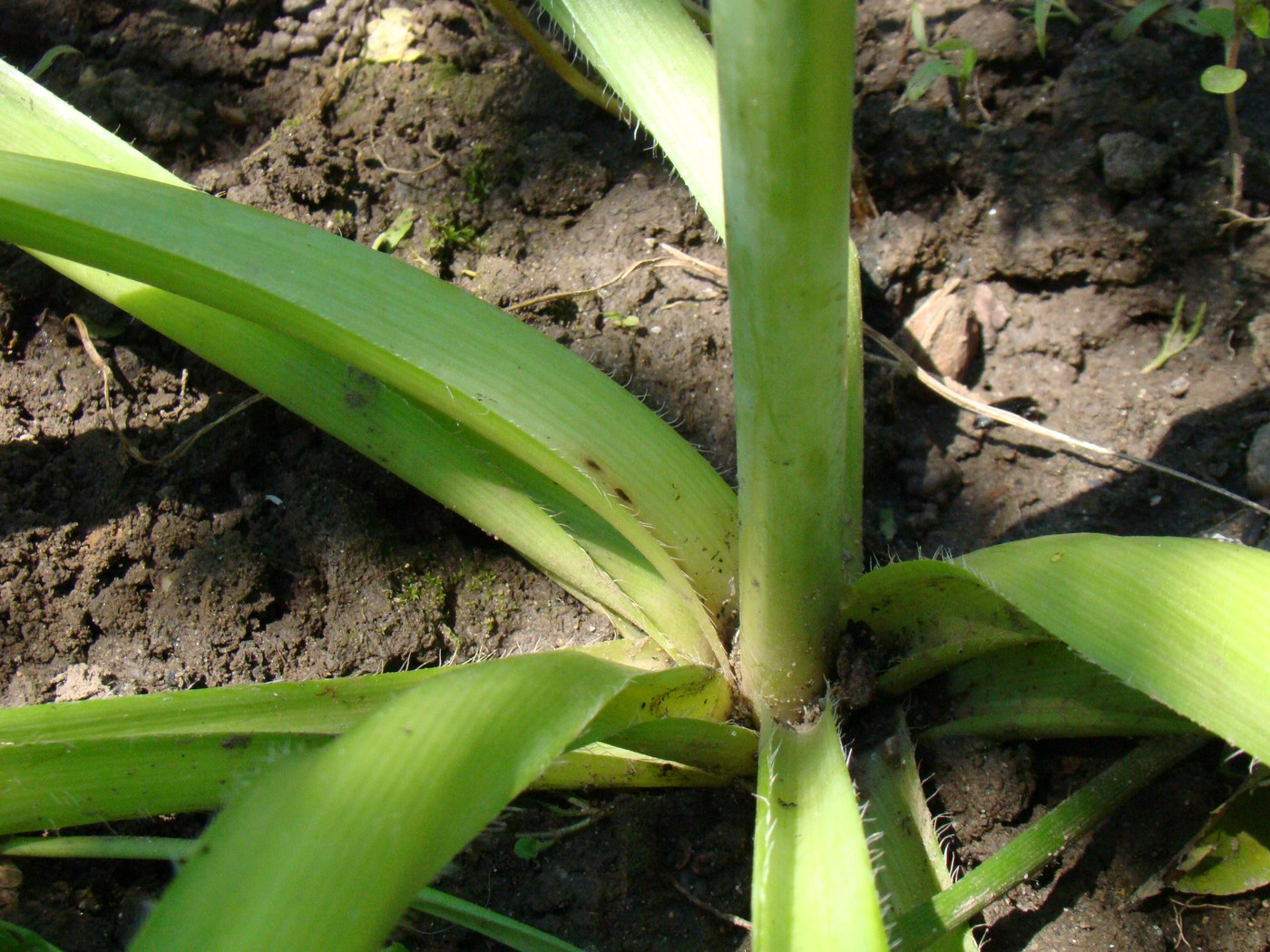 Image of Allium cristophii specimen.