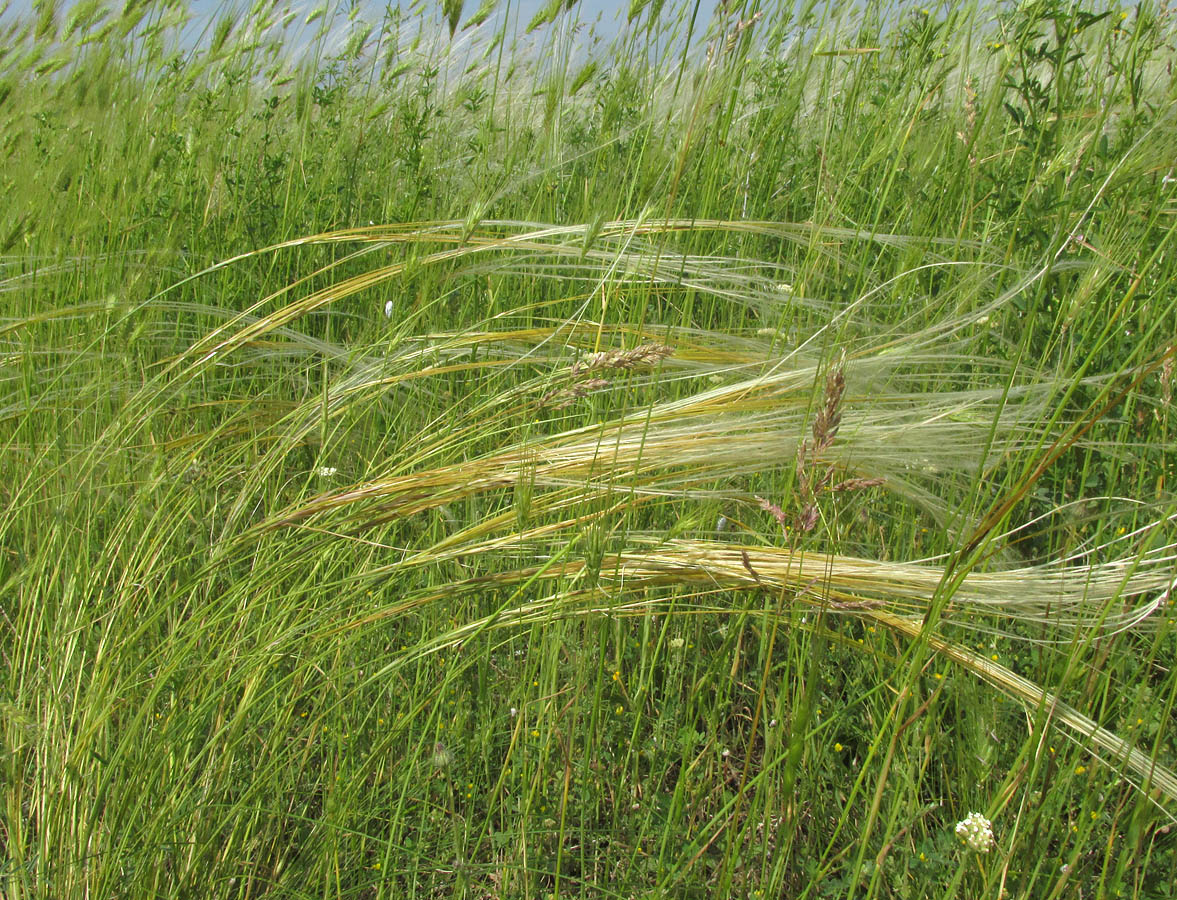 Изображение особи Stipa pontica.