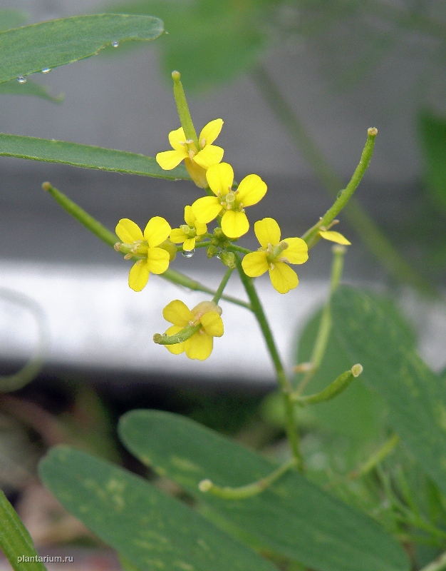 Image of Erysimum cheiranthoides specimen.