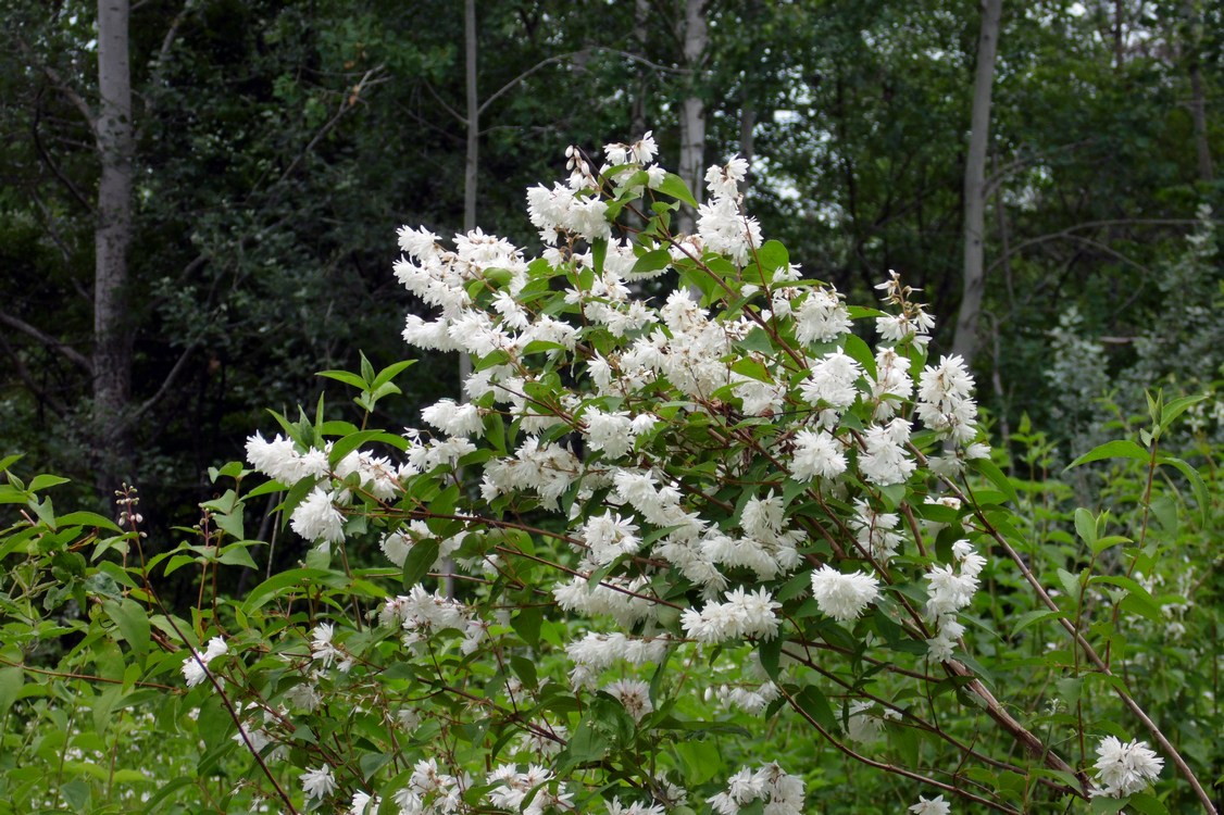 Image of Deutzia scabra specimen.