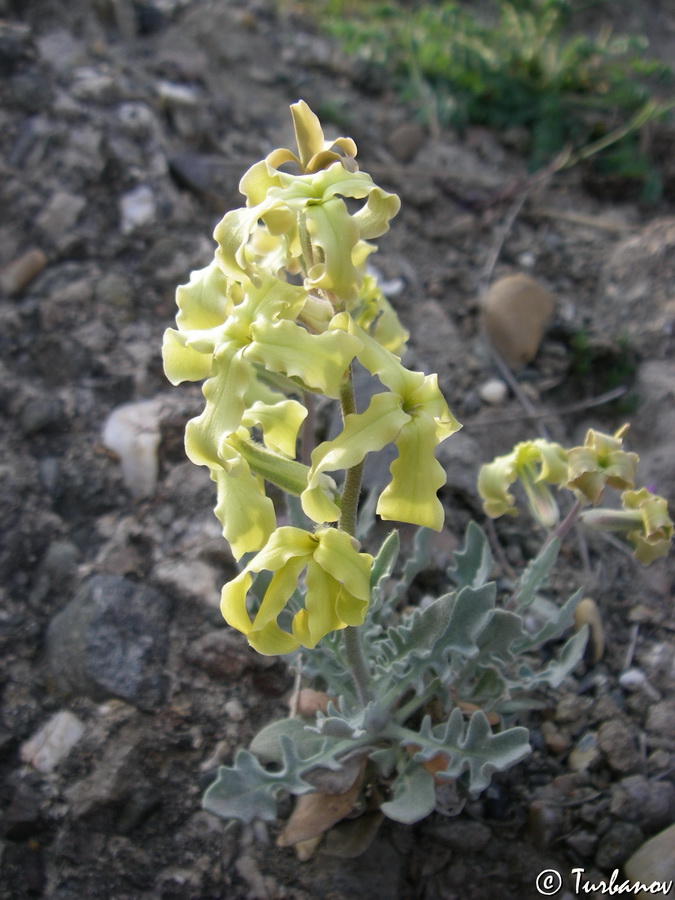 Изображение особи Matthiola odoratissima.