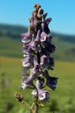 Aconitum leucostomum