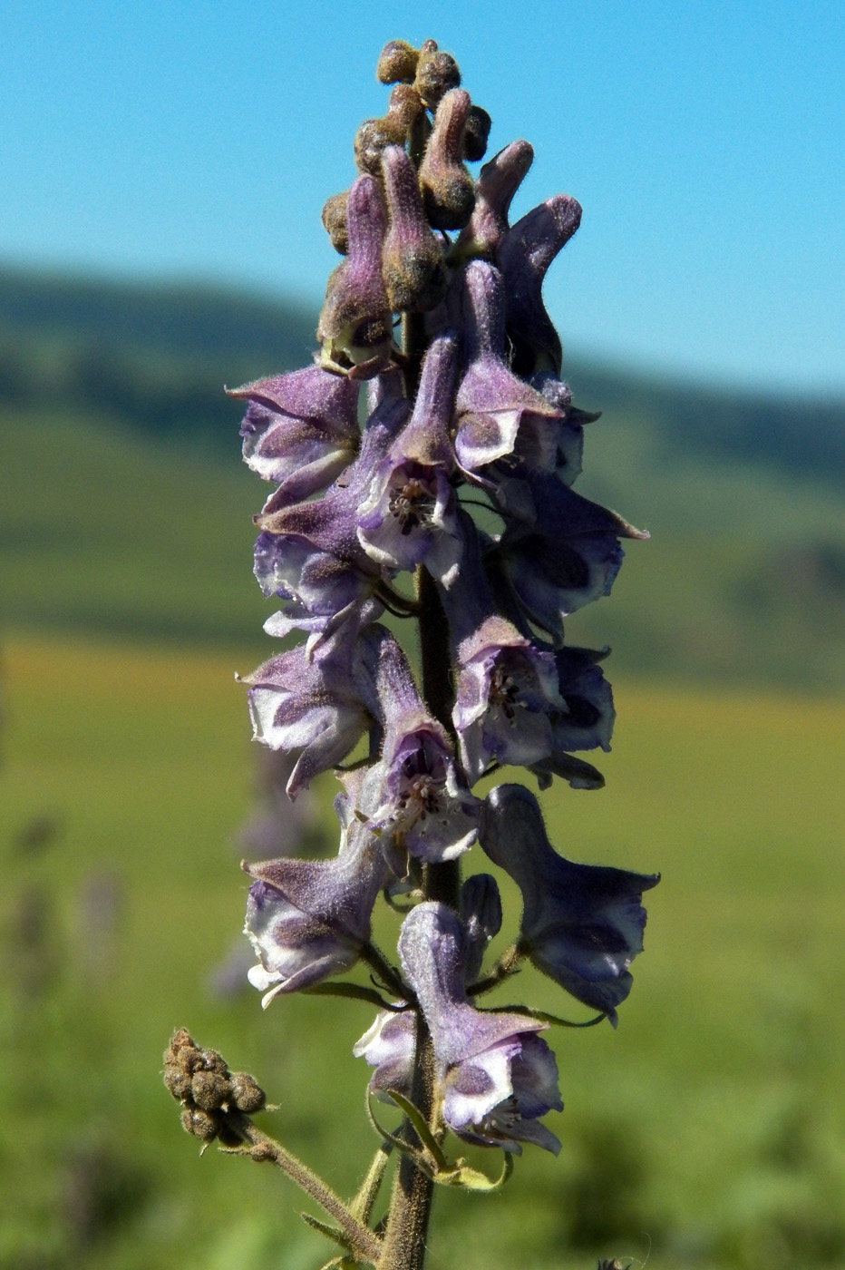 Изображение особи Aconitum leucostomum.