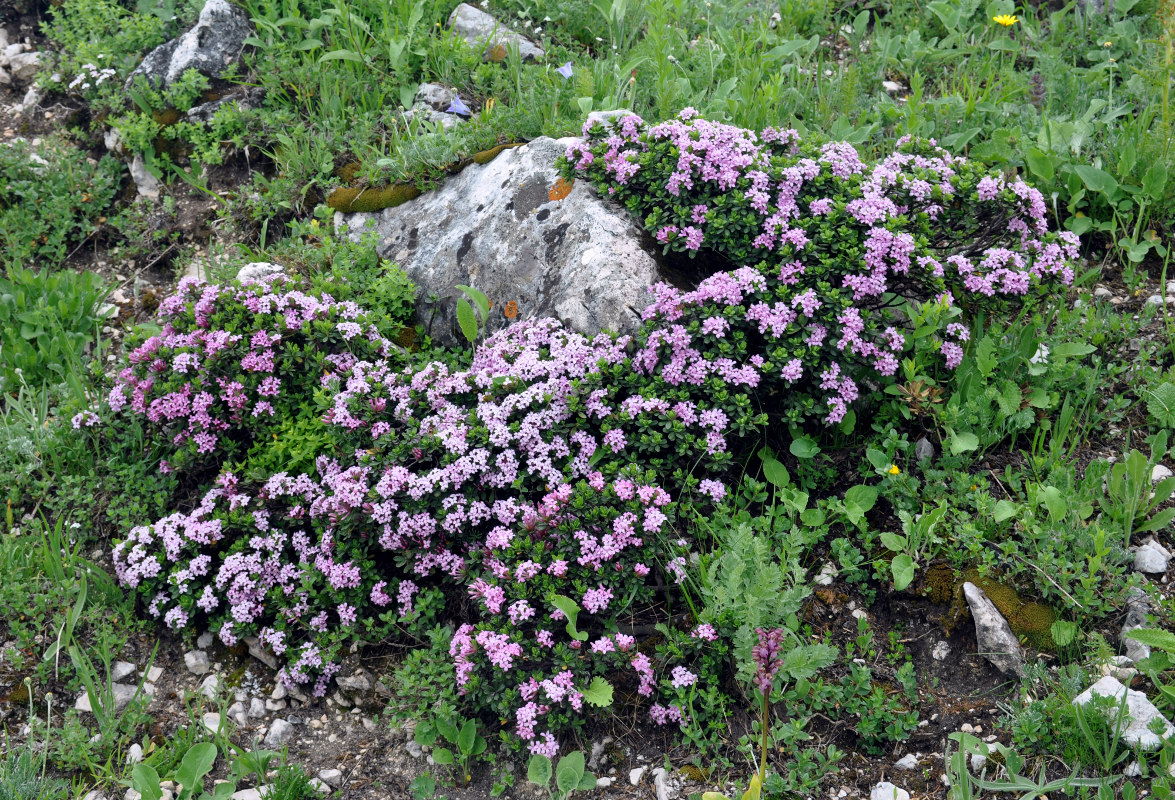 Image of Daphne circassica specimen.