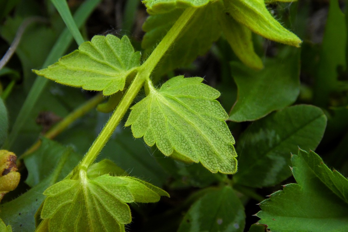 Изображение особи Rhynchocorys stricta.