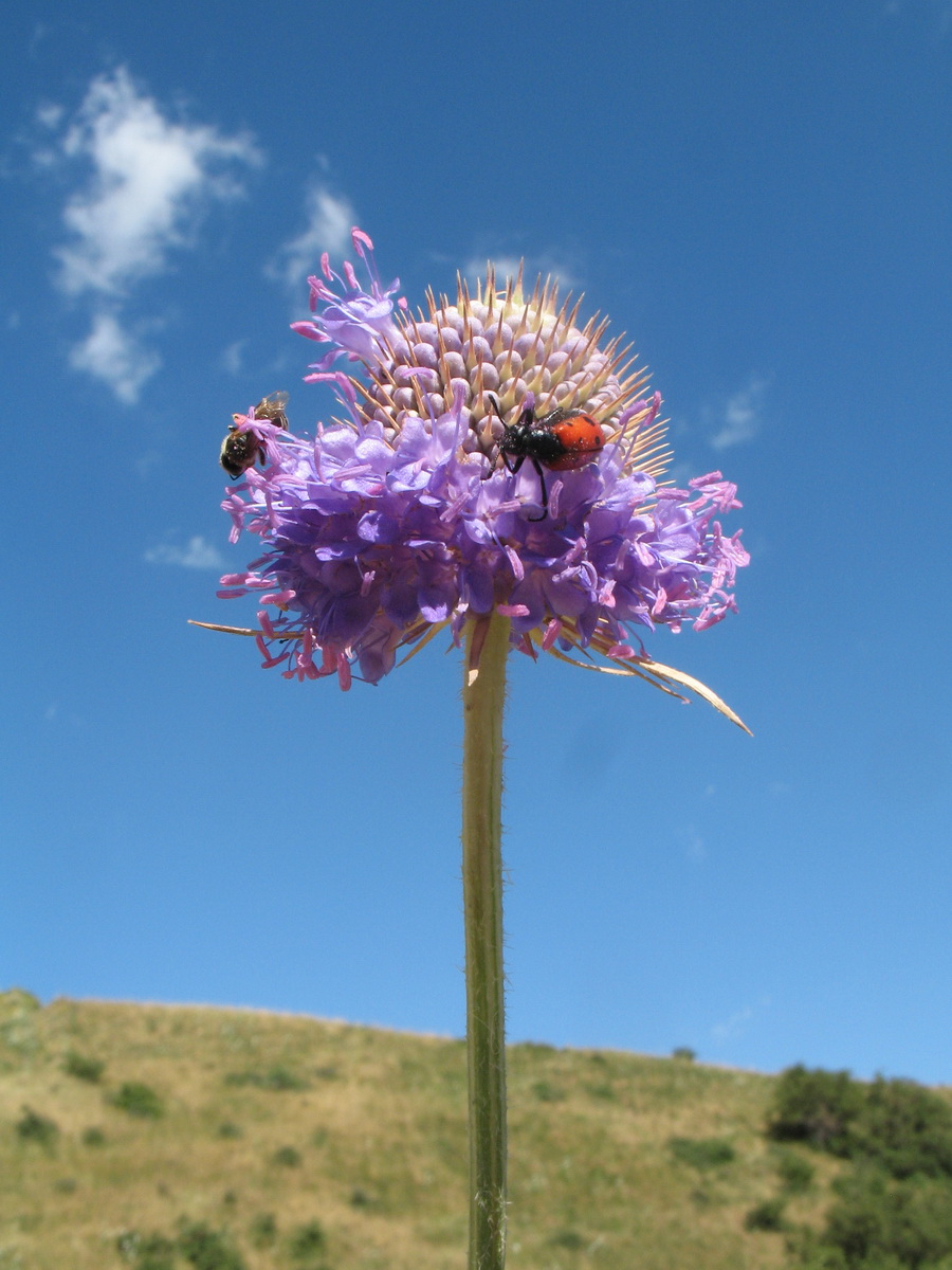 Изображение особи Dipsacus dipsacoides.