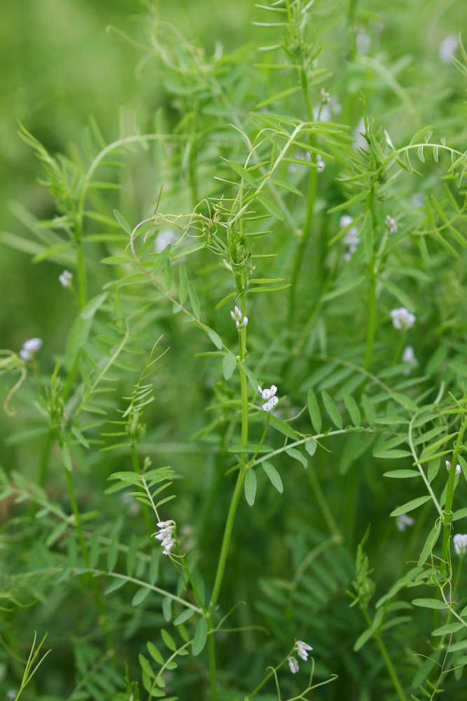 Image of Vicia hirsuta specimen.
