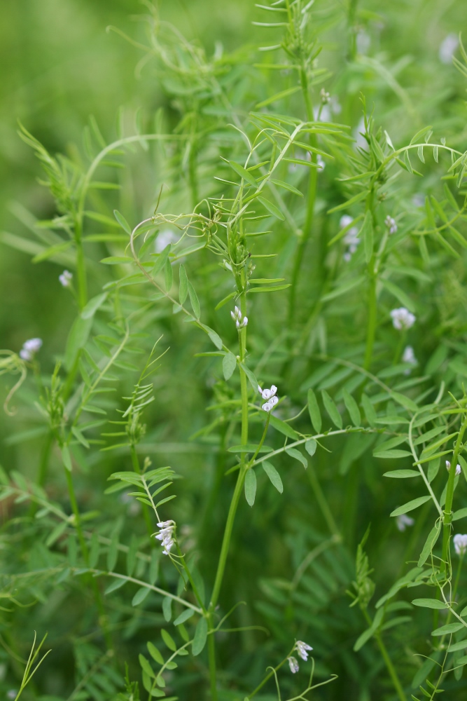 Изображение особи Vicia hirsuta.