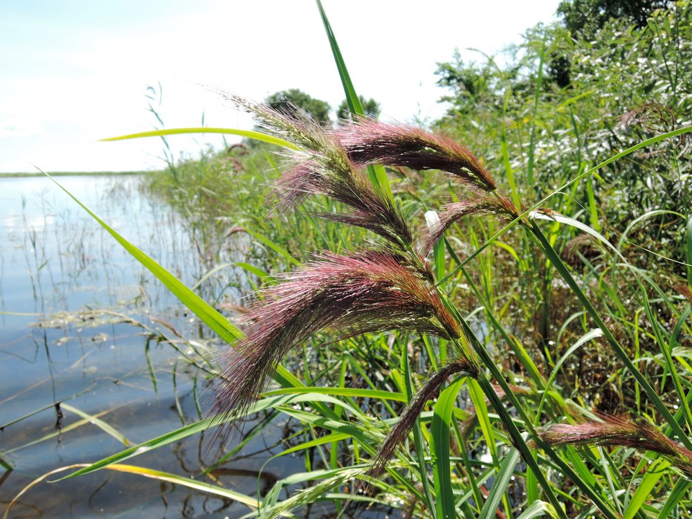 Изображение особи Echinochloa caudata.