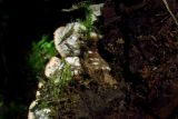 Peltigera neopolydactyla