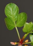 Commiphora gileadensis
