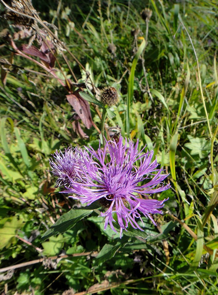 Изображение особи Centaurea pseudophrygia.