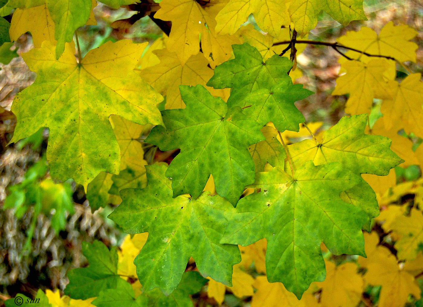 Image of Acer campestre specimen.