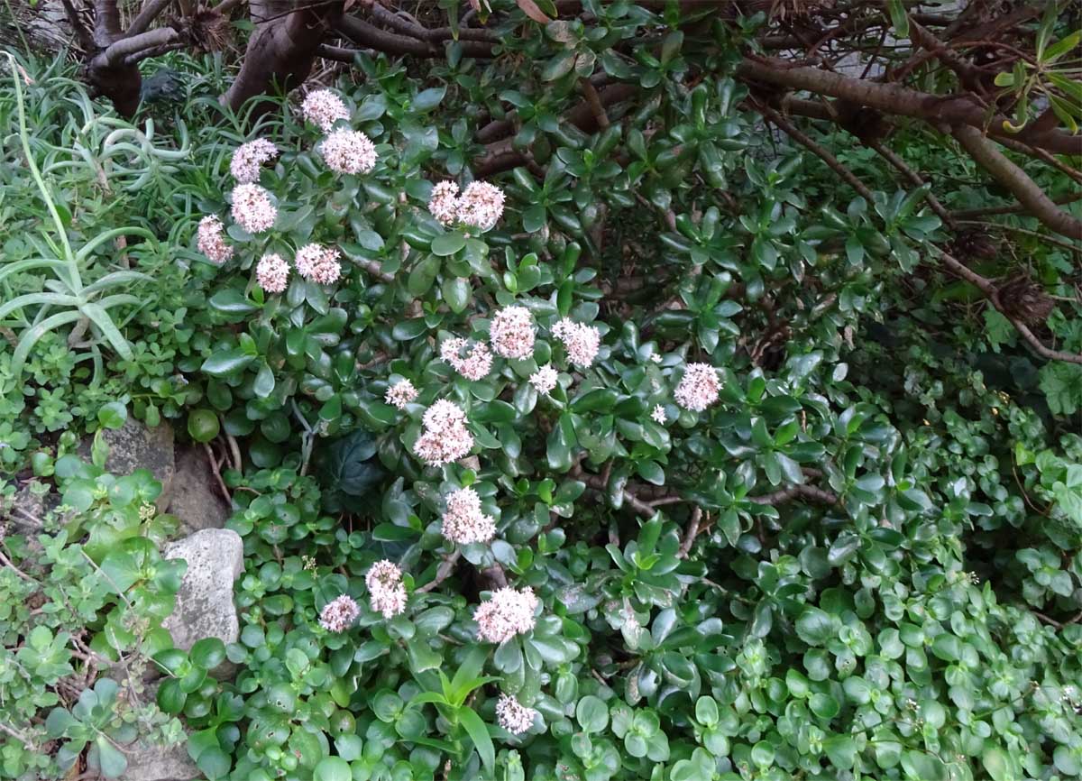 Image of Crassula ovata specimen.