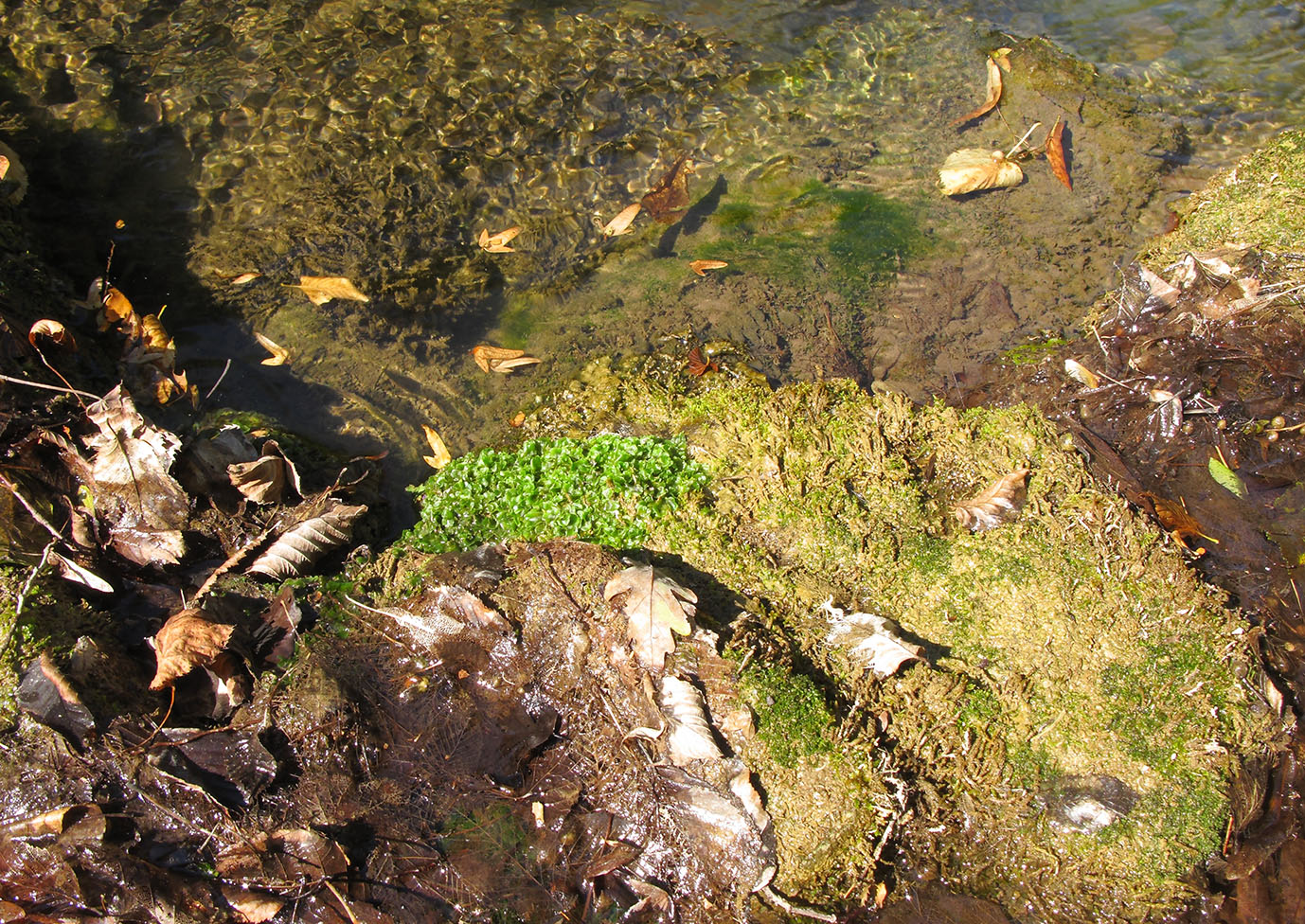 Image of Pellia neesiana specimen.