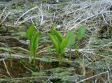 Alisma plantago-aquatica. Листья. Краснодарский край, г. Усть-Лабинск, склон правого берега Кубани, запруда родника на оползневой массе суглинка. 02.04.2017.