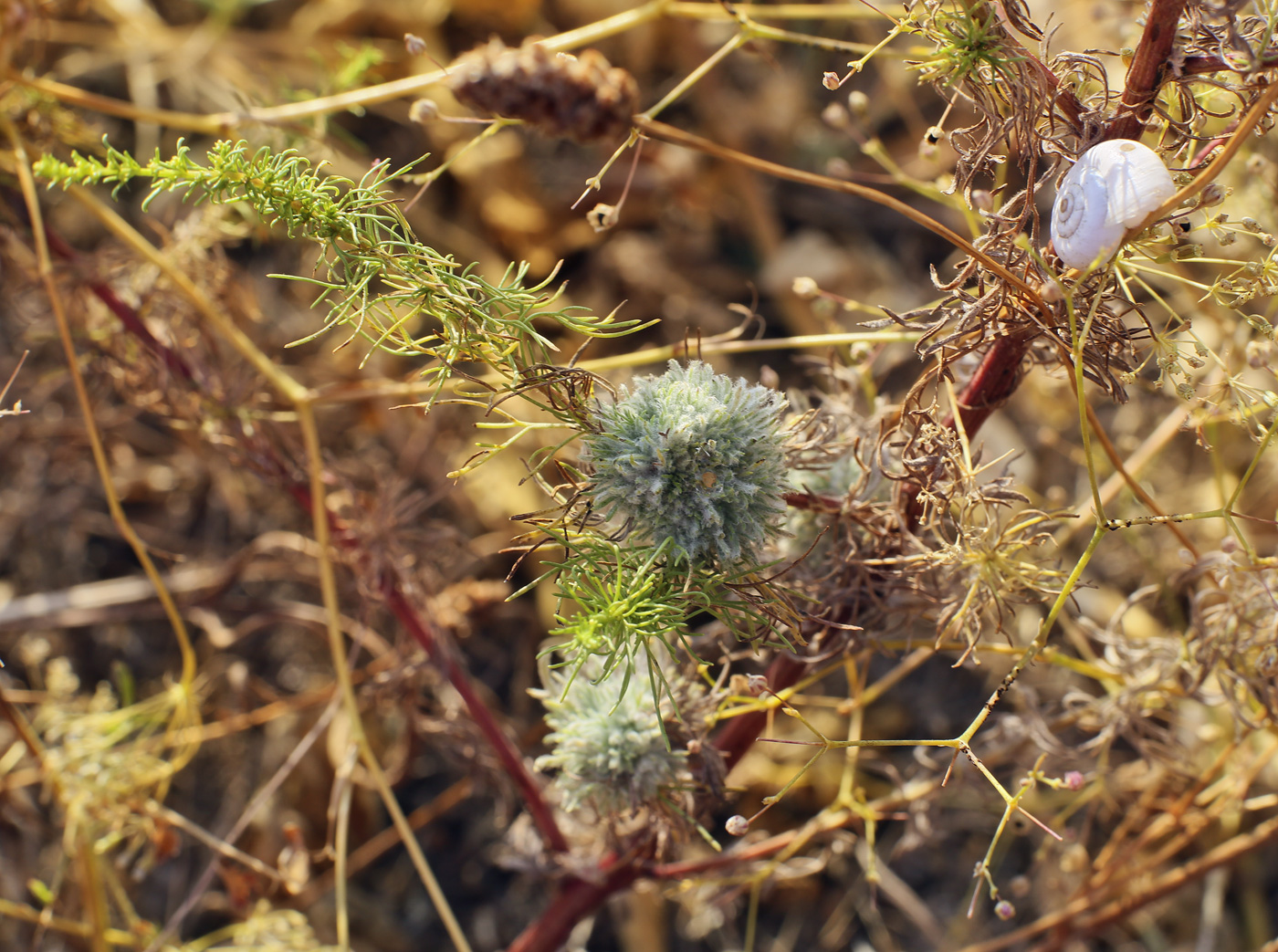 Изображение особи Artemisia scoparia.