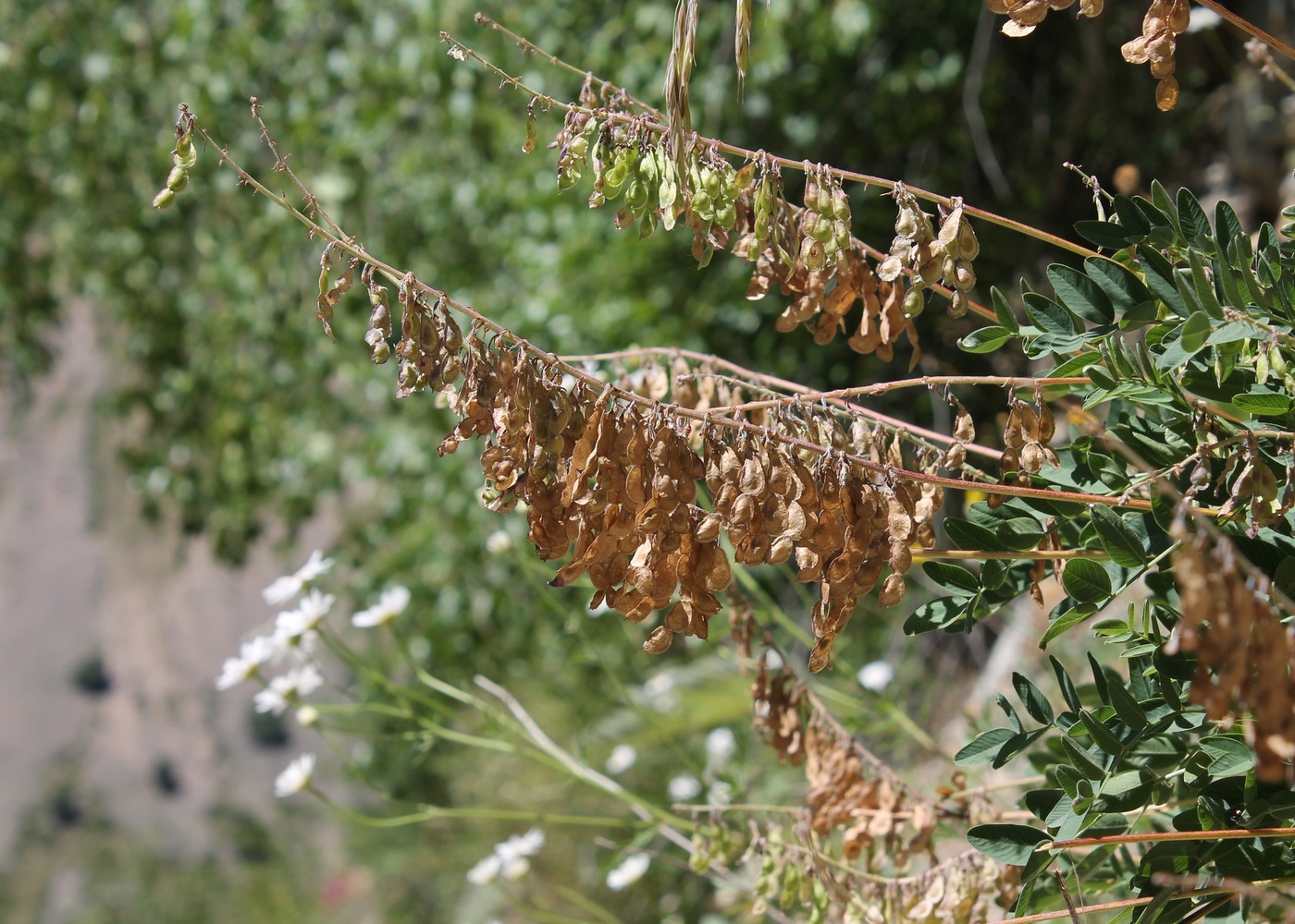 Изображение особи Hedysarum caucasicum.