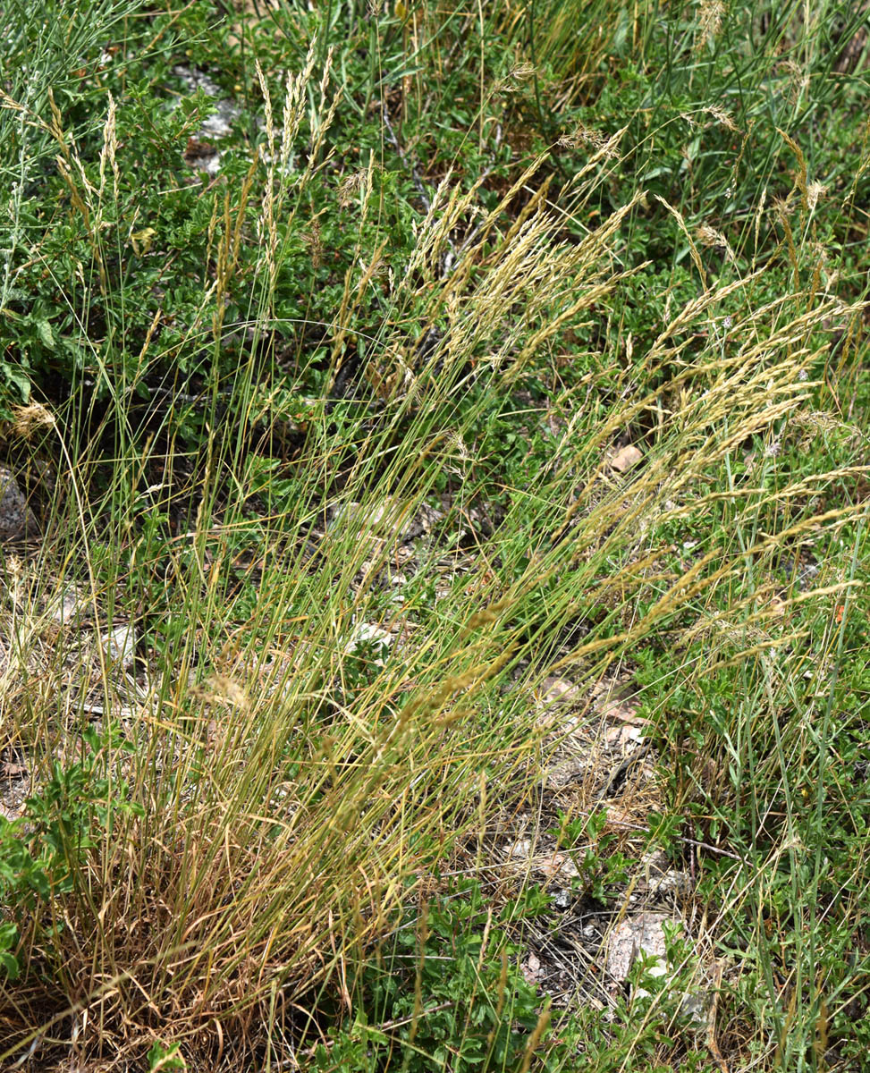 Изображение особи Festuca pratensis.