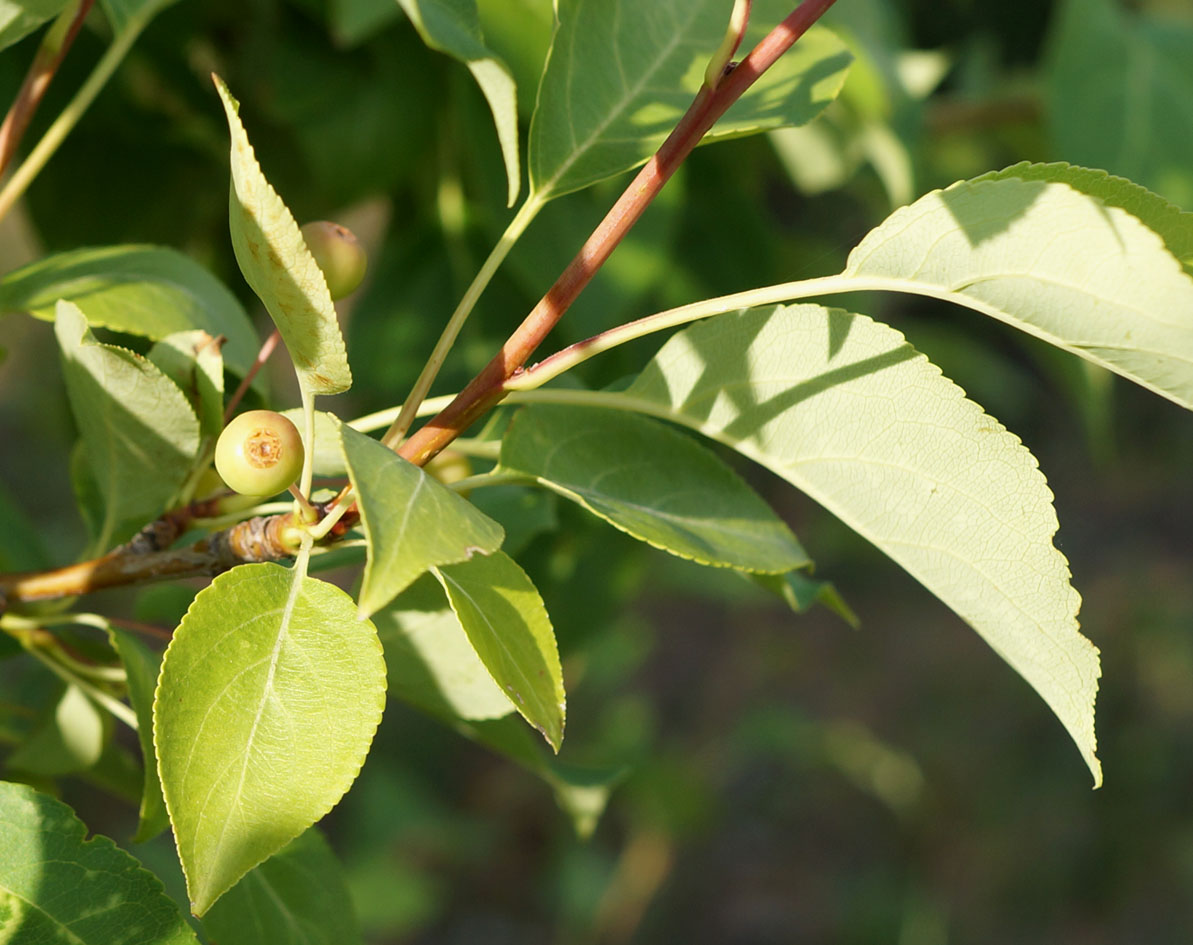 Image of Malus baccata specimen.