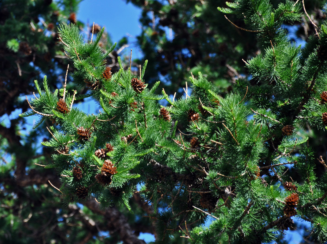 Изображение особи Larix sibirica.