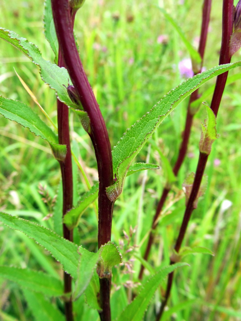 Image of Campanula glomerata specimen.