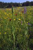 Tragopogon sibiricus. Побеги с соцветиями. Свердловская обл., окр. г. Североуральск, луг в еловом лесу (район пос. Третий Северный). 01.07.2007.