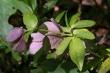 Helleborus orientalis