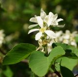 род Amelanchier. Соцветие. Восточный Казахстан, г. Усть-Каменогорск, парк Жастар, в культуре. 13.05.2017.