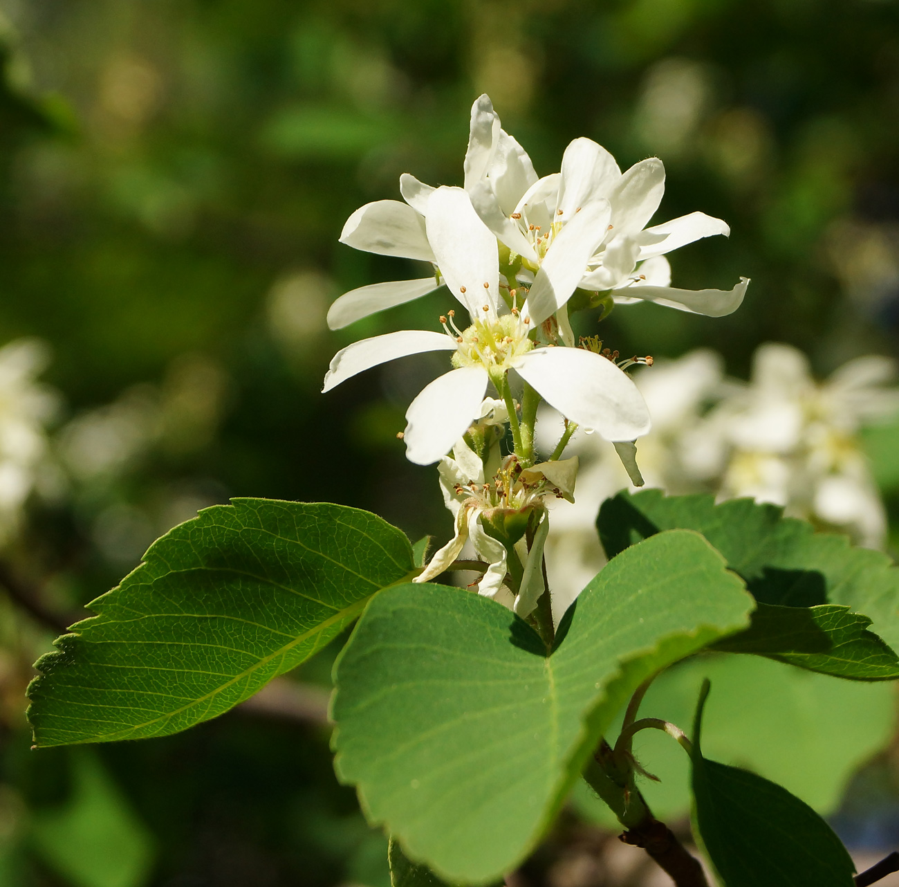 Изображение особи род Amelanchier.