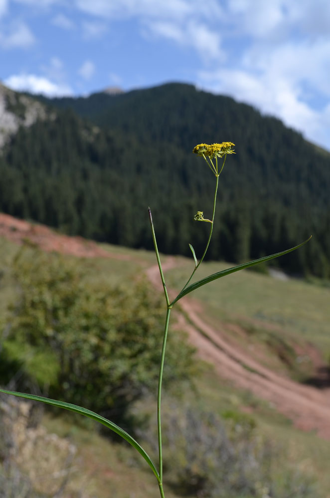 Изображение особи Bupleurum densiflorum.