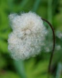 Anemone sylvestris. Плод. Якутия, окр. с. Ст. Табага, подножье сопки. 02.08.2016.