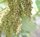 Boehmeria nivea