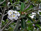 Plumeria obtusa