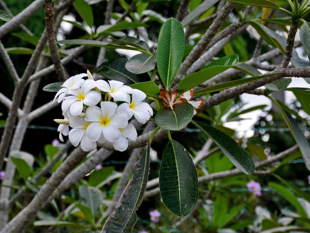 Изображение особи Plumeria obtusa.