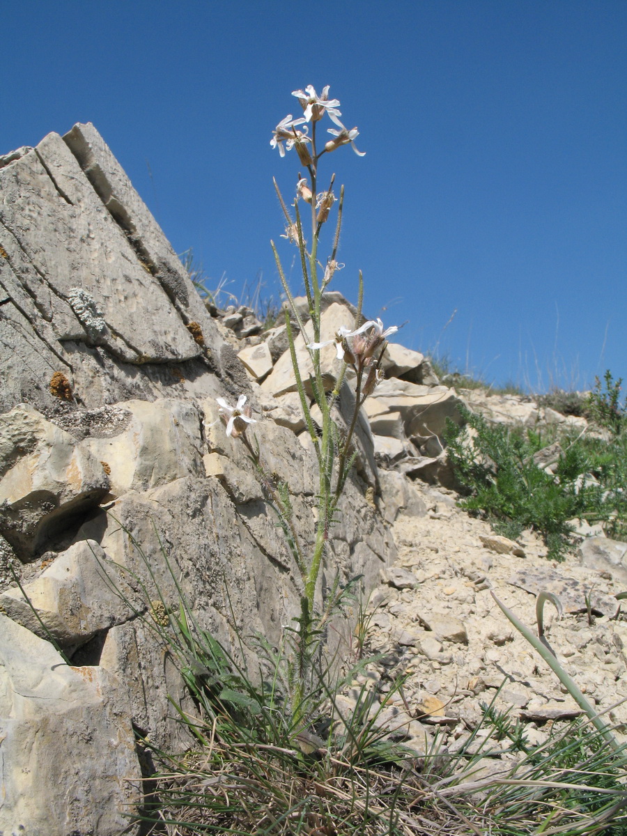 Image of Parrya hispida specimen.