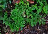Selaginella mayeri