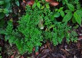 Selaginella mayeri. Вегетирующие растения. Малайзия, Камеронское нагорье, ≈ 1500 м н.у.м., влажный тропический лес. 03.05.2017.