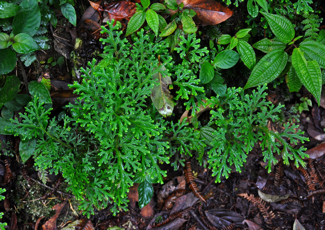 Image of Selaginella mayeri specimen.