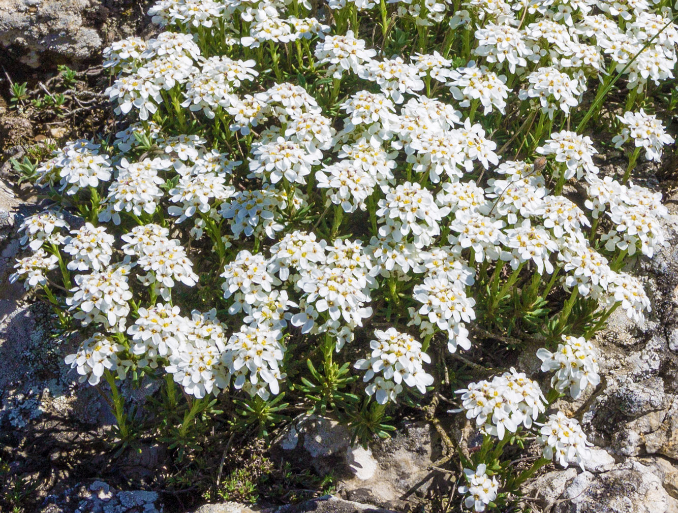 Изображение особи Iberis saxatilis.