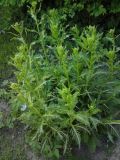Armoracia rusticana