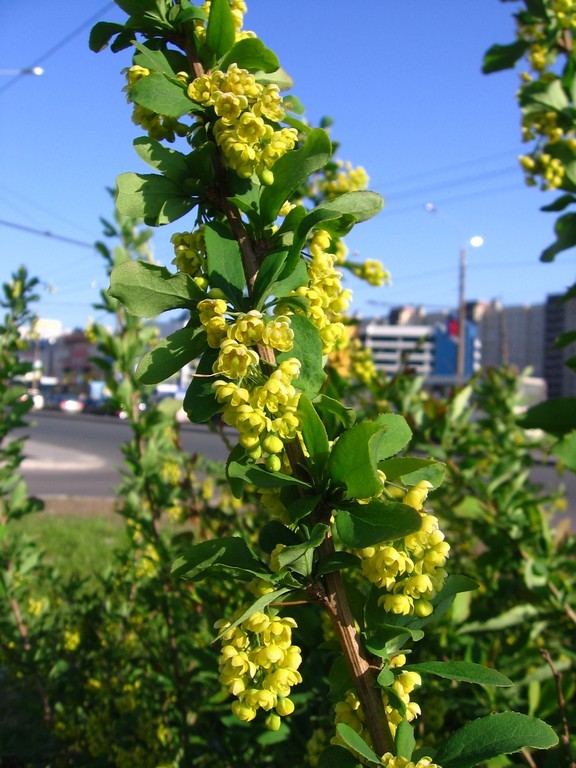 Изображение особи Berberis vulgaris.