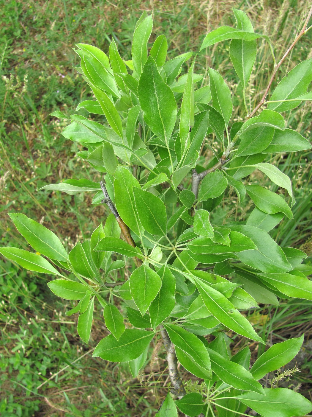 Image of Pyrus × georgica specimen.